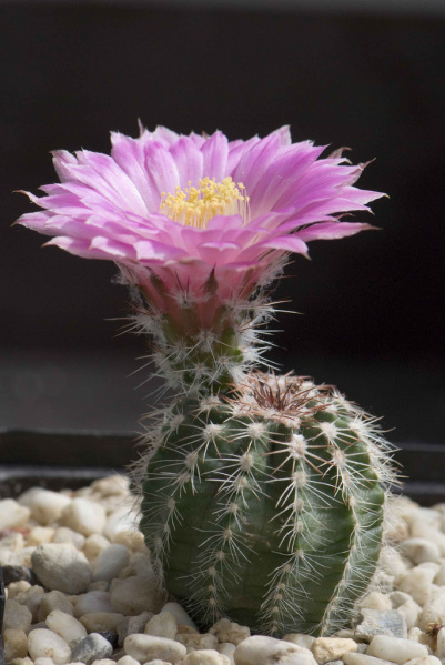 Файл:Echinocereus pulchellus ssp. weinbergii 2.jpg