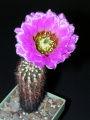 Echinocereus reichenbachii ssp. reichenmachii 3.jpg