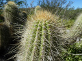 Echinopsis huascha ssp. huascha 3.JPG