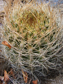 Eriosyce engleri 01.jpg