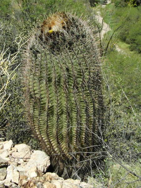 Файл:Ferocactus cylindraceus ssp. eastwoodiae 72.JPG
