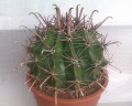 Ferocactus herrerae