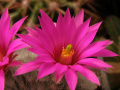 Mammillaria guelzowiana 6.jpg