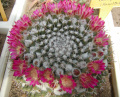 Mammillaria polythele ssp. polythele