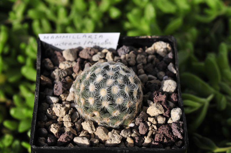 Файл:Mammillaria saboae ssp. haudeana 2.jpg