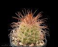 Parodia aureicantra (muhrii)