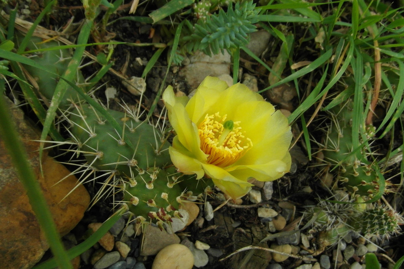 Файл:Opuntia fragilis 30.JPG