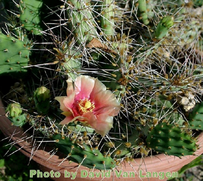 Файл:Opuntia pottsii 11589.jpg