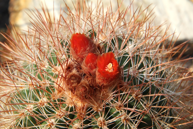 Файл:Parodia otaviana pm.jpg