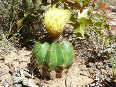 Parodia oxycostata ssp. gracilis 2.JPG
