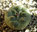 Turbinicarpus schmiedickeanus ssp. jauernigii