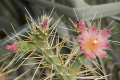 Cylindropuntia hystrix 7684.jpg