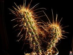 Echinocereus-engelmannii-429.jpg