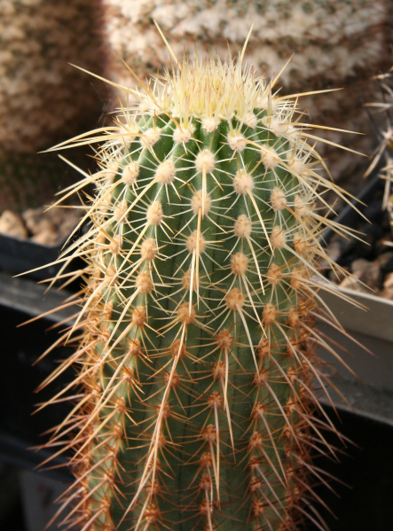 Файл:Echinocereus ledingii 01.jpg