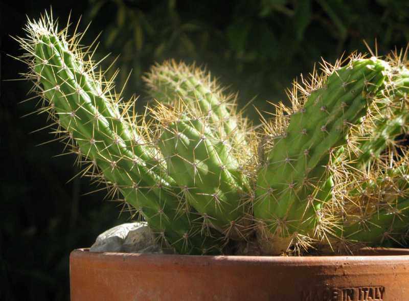 Файл:Echinocereus pensilis 01.jpg