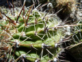 Echinopsis aurea ssp. fallax 4.JPG