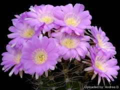 Echinopsis caineana.jpg