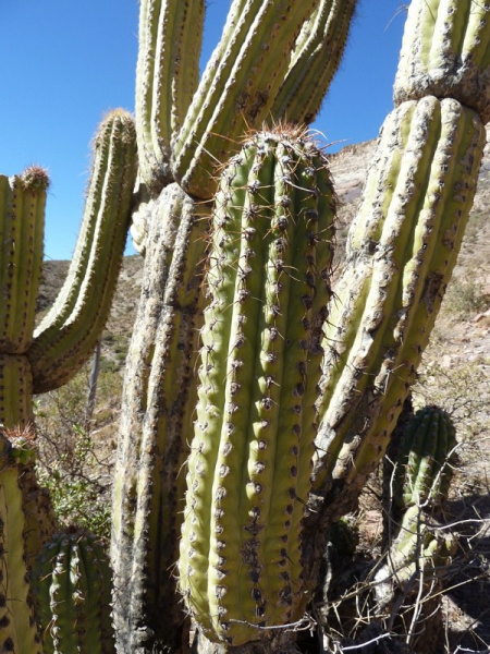 Файл:Echinopsis tacaquirensis 2.JPG