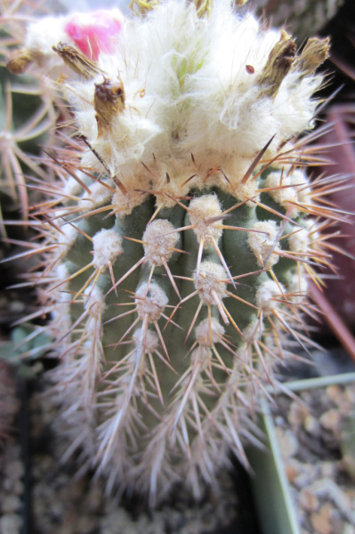 Файл:Eriosyce islayensis ssp. islayensis 0.jpg