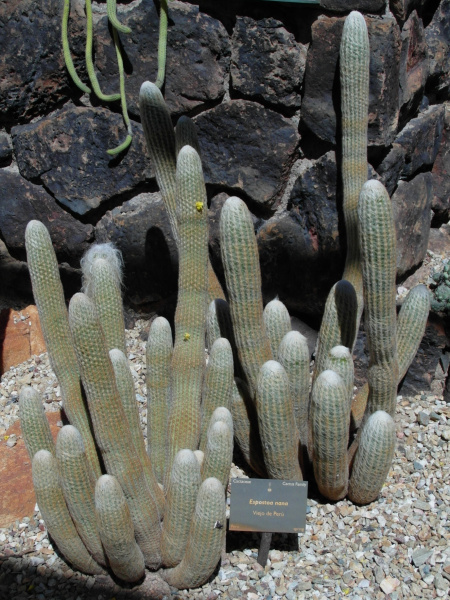 Файл:Espostoa melanostele ssp. nana 2.JPG