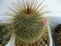 Mammillaria dixanthrocentron
