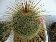 Mammillaria dixanthrocentron 2.jpg