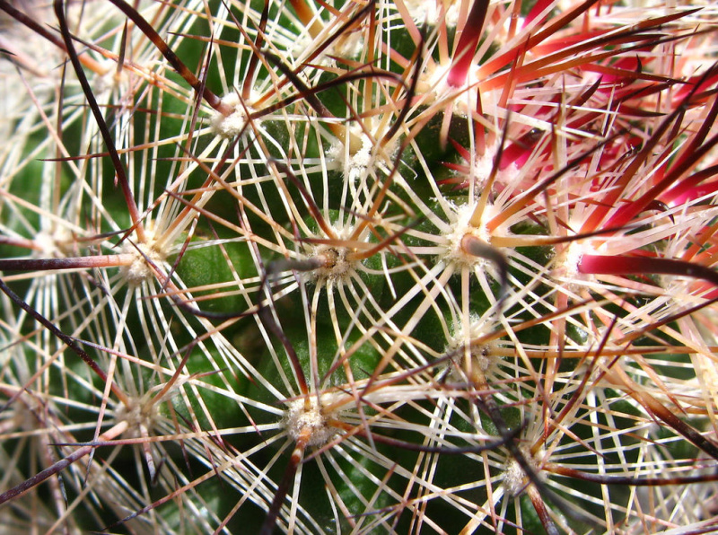 Файл:Mammillaria tetrancistra 05.jpg