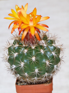 Matucana intertexta 01.jpg