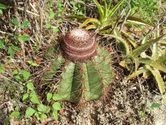 Melocactus ernestii ssp. ernestii 1.JPG