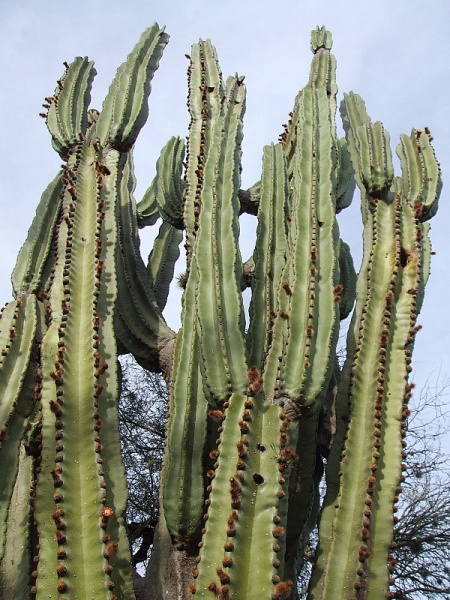 Файл:Neoraimondia herzogiana 6.JPG