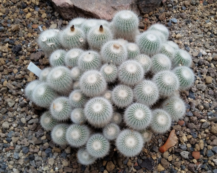 Файл:Parodia scopa ssp. marchesii 7.jpg