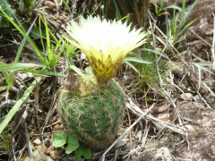 Parodia stockingeri 1.JPG