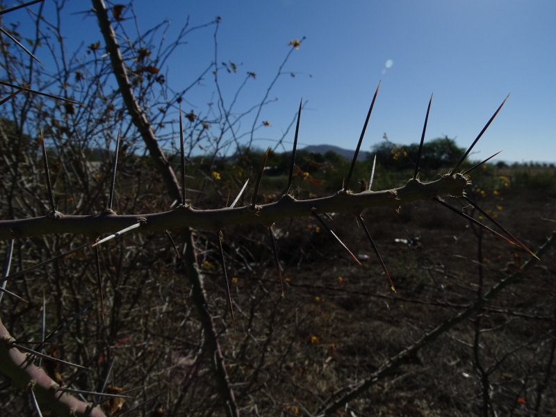 Файл:Pereskiopsis blakeana 12.jpeg