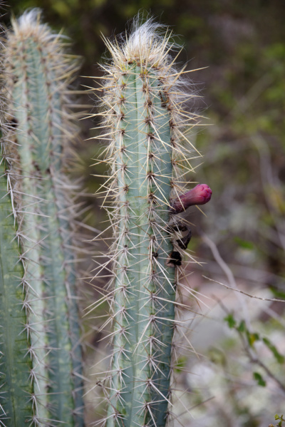 Файл:Pilosocereus glaucochrous 2.jpg