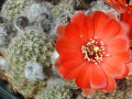 Rebutia einsteinii ssp. aureiflora.jpg