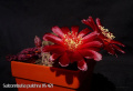Rebutia pulchra VS 421