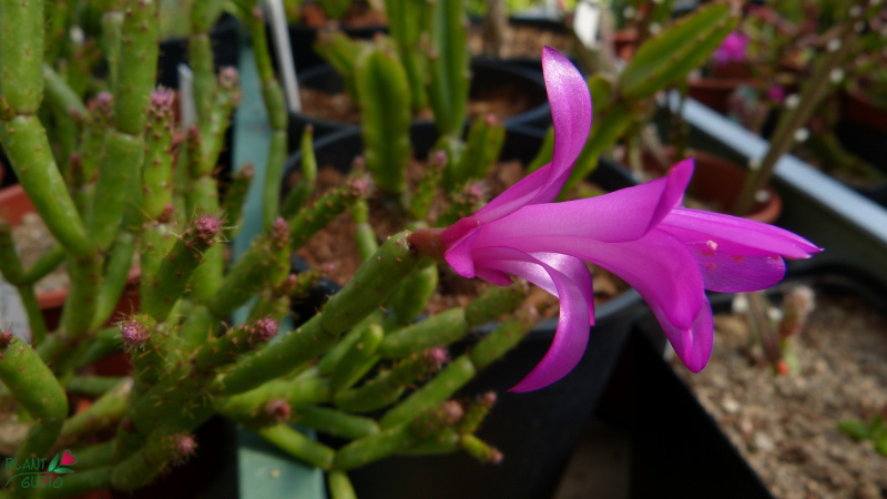 Файл:Schlumbergera microsphaerica 1fl.jpg