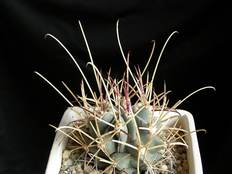 Файл:Sclerocactus uncinatus ssp. uncinatus.jpg