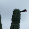 Stenocereus pruinosus 2.jpg