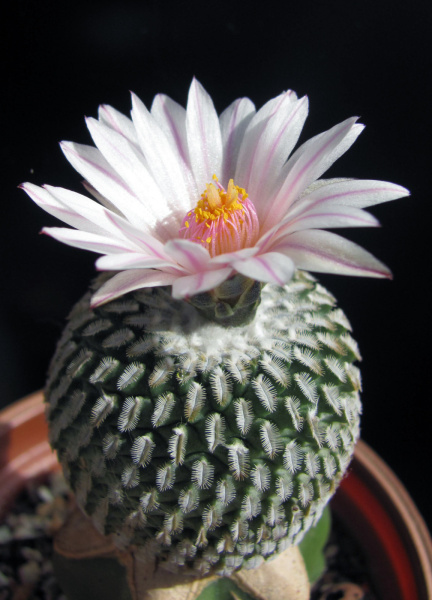 Файл:Turbinicarpus pseudopectinatus 1.jpg