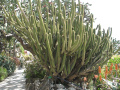 Weberbauero-cereus cuzcoensis