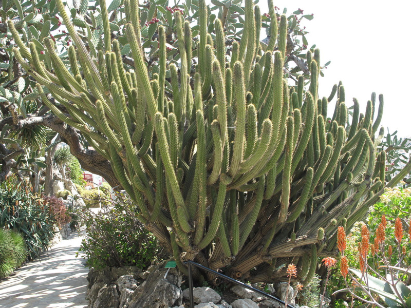 Файл:Weberbauerocereus cuzcoensis.jpg