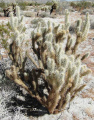 Cylindropuntia ganderi