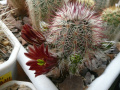 Echinocereus russanthus SB 420