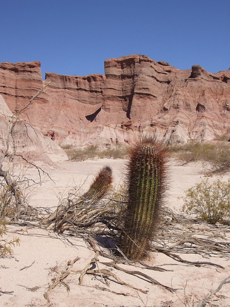 Файл:Echinopsis leucantha 3.JPG