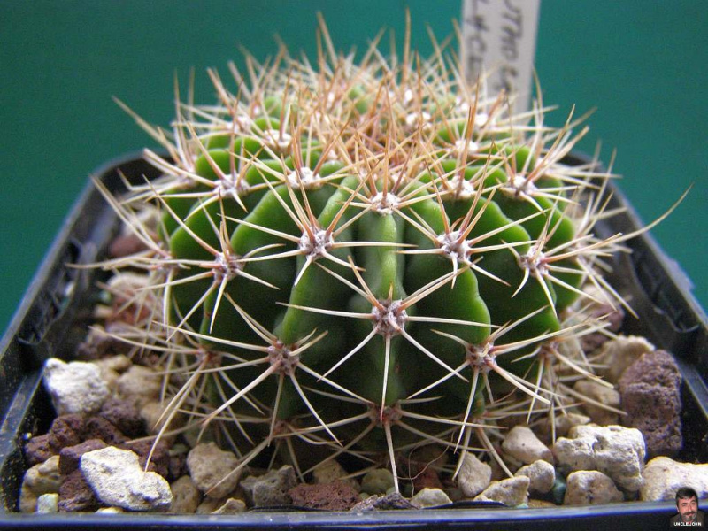 Файл:Echinopsis spiniflora.jpg