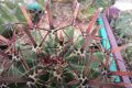 Ferocactus herrerae 0733.jpg