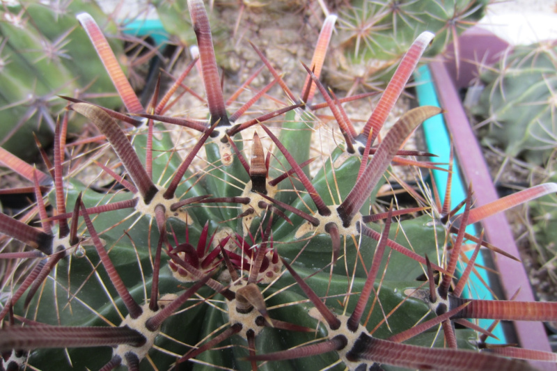 Файл:Ferocactus herrerae 0733.jpg