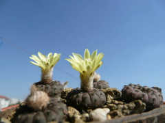 Frailea asteroides v.albicarpa.jpg