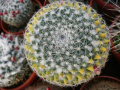 Mammillaria formosa 3.jpg